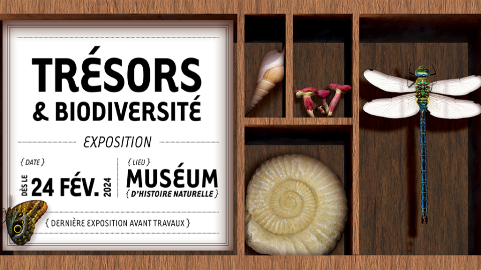 tresors-biodiversite-museum-de-nantes